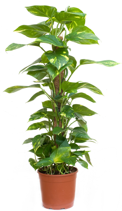 Care Instructions for a Money Tree Plant
