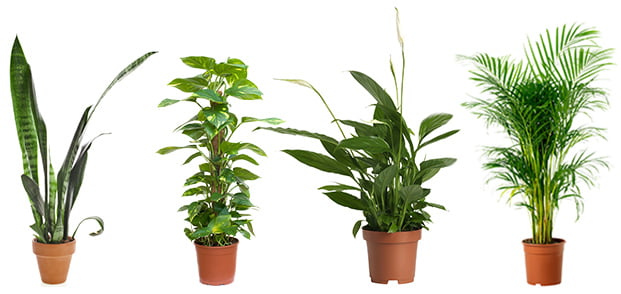 air-purifying-Plants-super-Pack