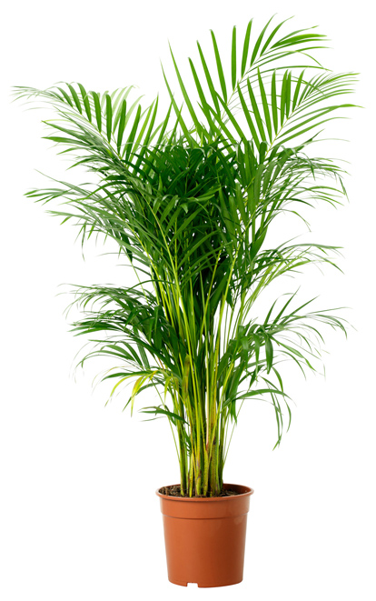 areca-palm-plant