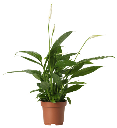 peace-lily-plant