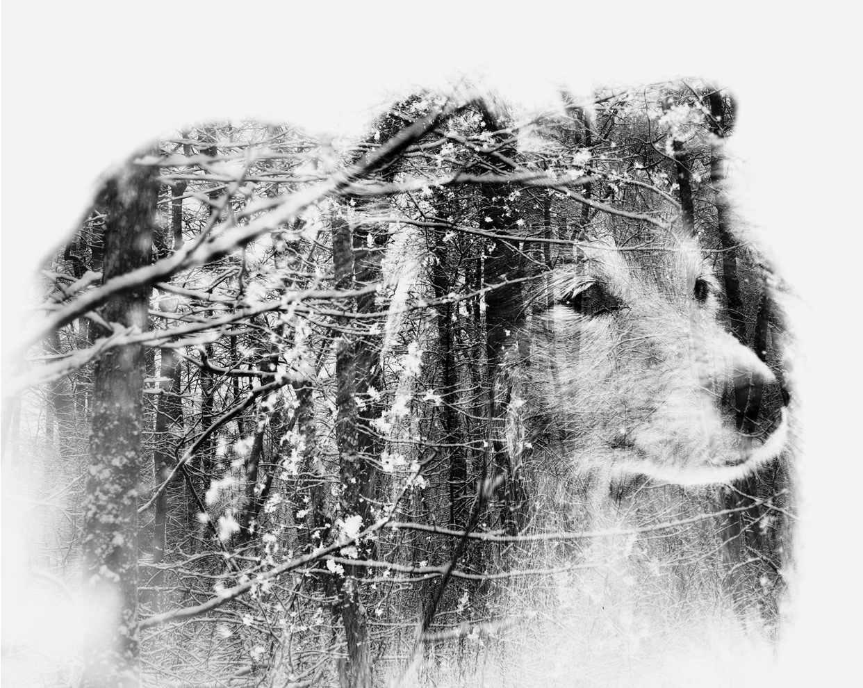 Snowflakes-Christoffer-Relander