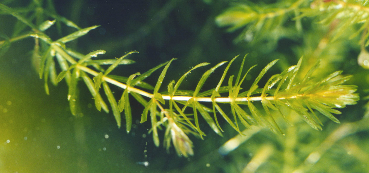 Hydrilla Verticillata Nature s Secret Superfood Hydrilla Verticillata Nature s Secret Superfood