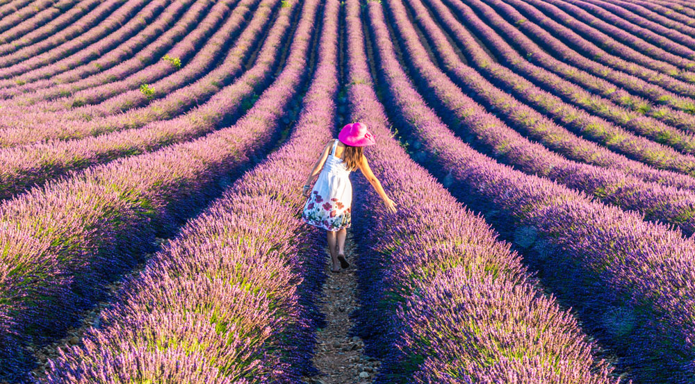 five-dharma-type-paths-lavender-fields-2