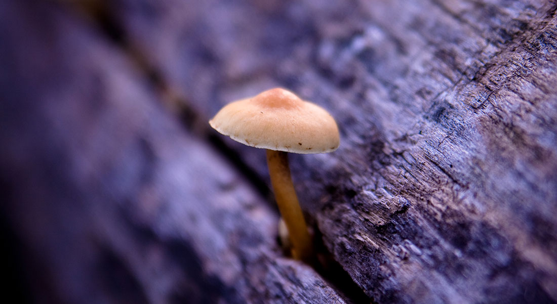 mushroom-biopesticide