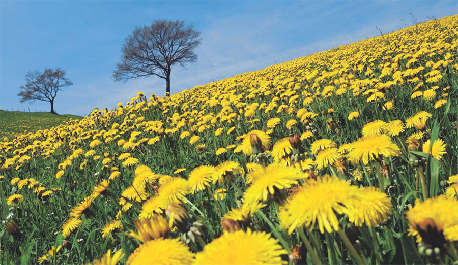 dandelion-liver-cleansing-food