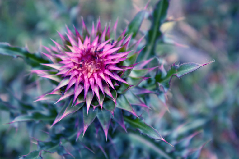 6 Liver Cleansing Foods and Herbs for Cellular Detoxification