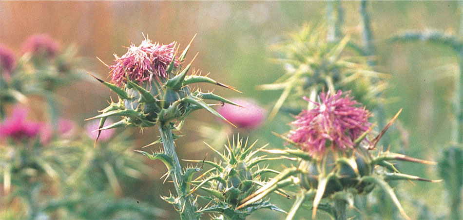 milk-thistle-liver-cleansing-herb