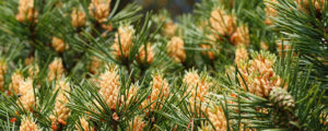 pine-pollen