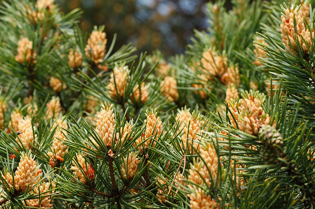 Pinus sibirica du Tour сосна Сибирская, кедр Сибирский