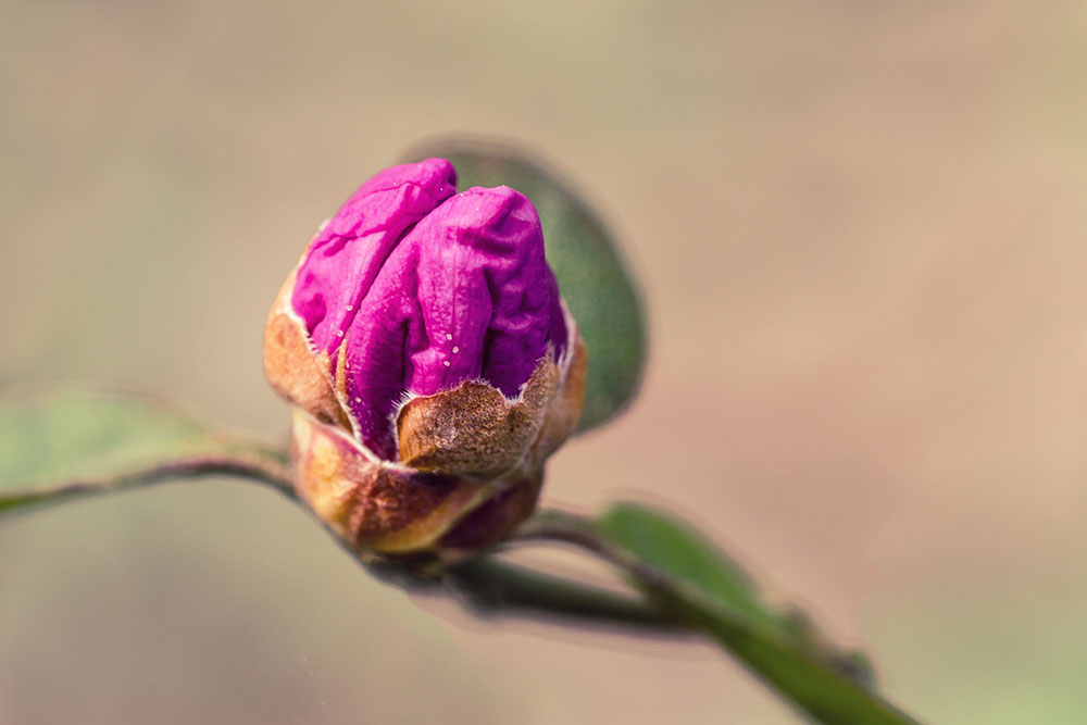 mood-boosting-foods-and-herbs