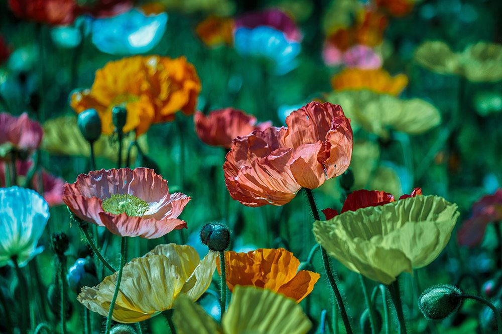 spiritual-herbs-and-plants-and-flowers-colorful.jpg