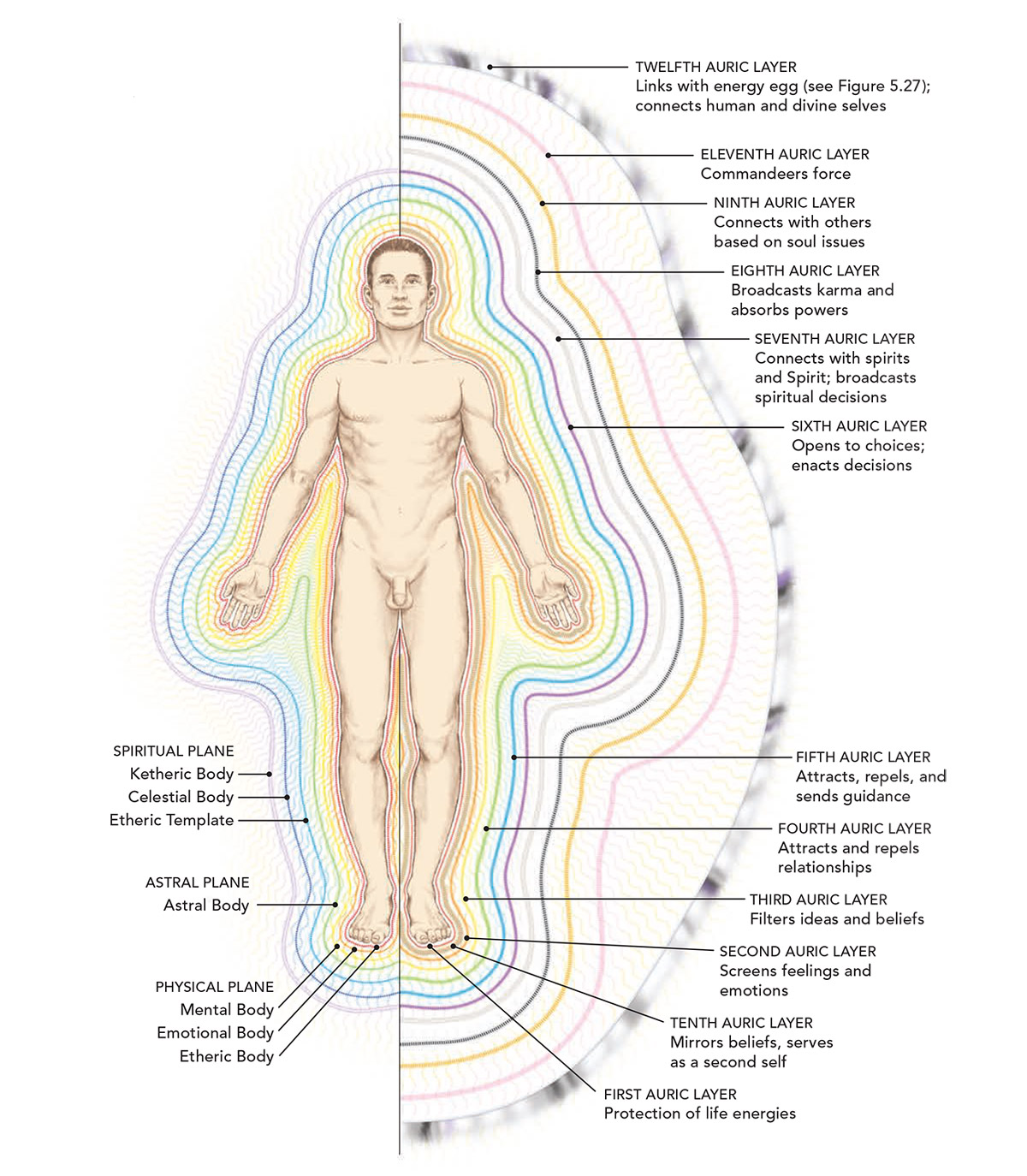 Human Energy Levels Chart