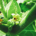 ashwaghanda-benefits-plant-closeup