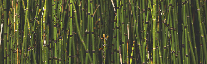 horsetail