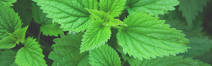 stinging-nettle