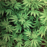 hemp-plants-cbd-extract