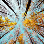 Plant Consciousness: The Fascinating Evidence Showing Plants Have Human Level Intelligence, Feelings, Pain and More