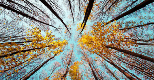plant sentience and consciousness plant sentience and consciousness