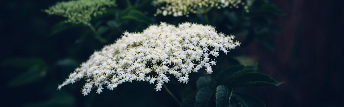 antiviral-herbs-elderberry-natural-thin