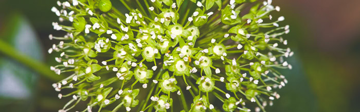 siberian-ginseng-antiviral-herb