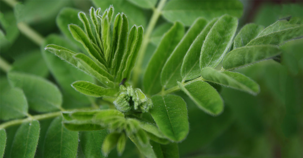 The Incredible Benefits of Astragalus Root Herb of Longevity