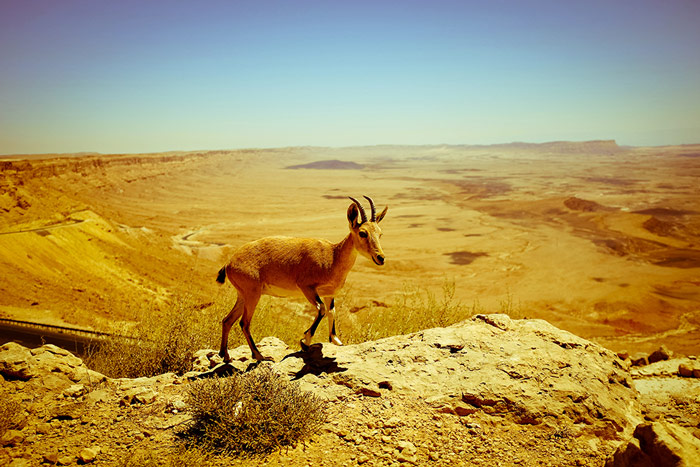 Mitzpe-Ramon-crater-negev-desert-israel-ibix