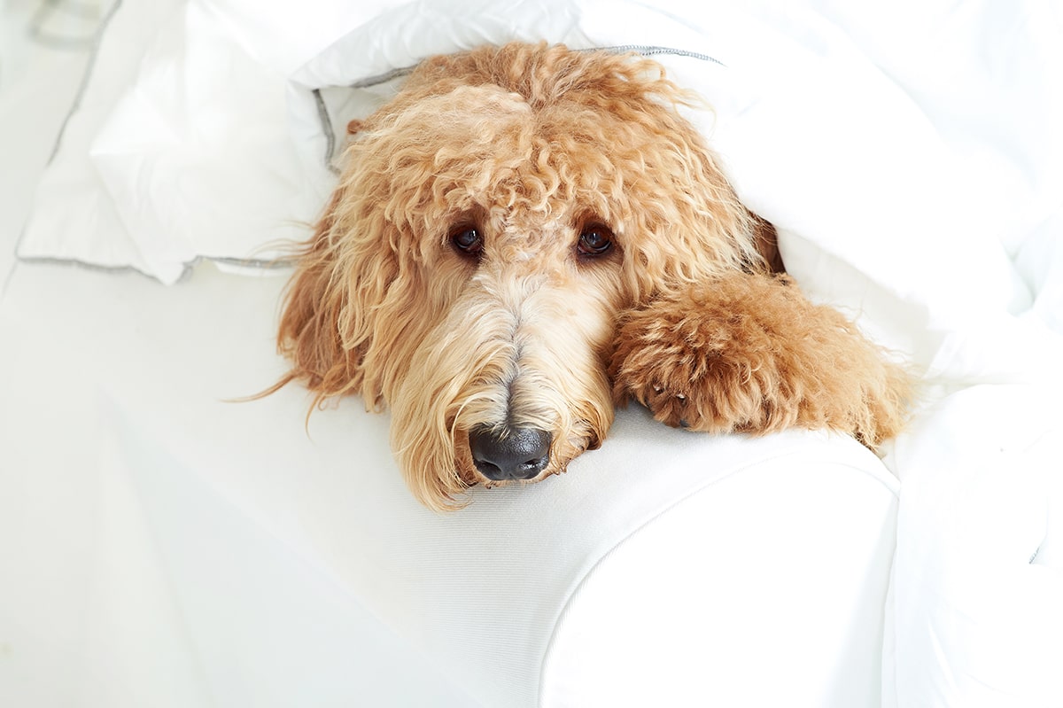 Goldendoodle anxiety cheap