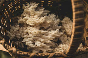 The Miracle Mushroom: The 10 Most Impressive Health Benefits of Lion’s Mane For Brain and Body