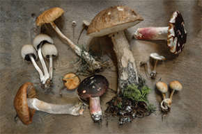 The Health Benefits of Medicinal Mushrooms: 4 Powerful Healing Fungi for Supercharging Your Health and Immunity