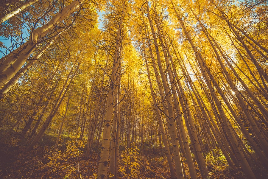 Forest Therapy: The Health Benefits of Bathing in Nature (Shinrin-Yoku)